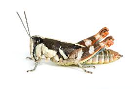 Attēlu rezultāti vaicājumam “Acrididae”