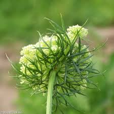 Attēlu rezultāti vaicājumam “Daucus sativus flower”