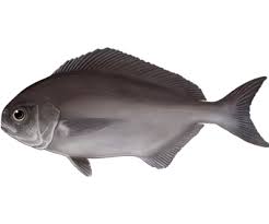 Image result for Schedophilus ovalis