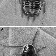 Attēlu rezultāti vaicājumam “Ectobius sylvestris nymph”
