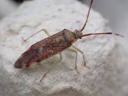 Attēlu rezultāti vaicājumam “Pantilius tunicatus”