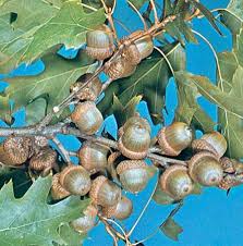 Attēlu rezultāti vaicājumam “Quercus robur fruit”