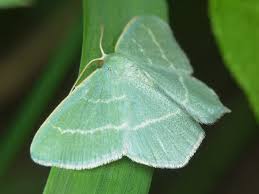 Attēlu rezultāti vaicājumam “Chlorissa viridata”