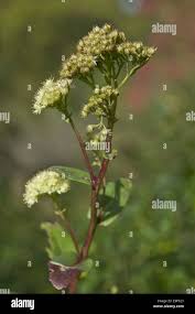 Attēlu rezultāti vaicājumam “Hylotelephium maximum leaf”