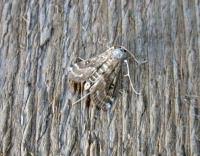 Attēlu rezultāti vaicājumam “Parapoynx stratiotata male”