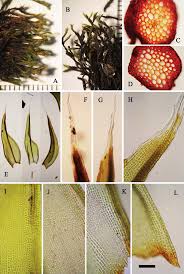 Attēlu rezultāti vaicājumam “Schistidium apocarpum sporophyte”