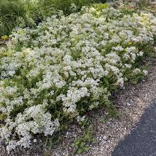 Attēlu rezultāti vaicājumam “Sedum album”