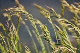 Attēlu rezultāti vaicājumam “Festuca pratensis”