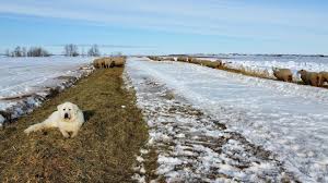 Image result for Teamsheep