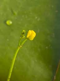 Attēlu rezultāti vaicājumam “Utricularia minor bud”