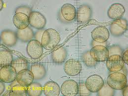 Attēlu rezultāti vaicājumam “Perichaena corticalis”