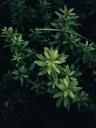 Attēlu rezultāti vaicājumam “Linaria vulgaris leaf”