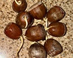 Attēlu rezultāti vaicājumam “Quercus rubra fruit”