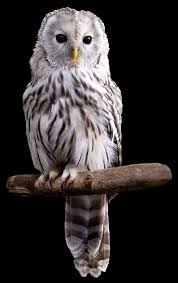 Attēlu rezultāti vaicājumam “Strix uralensis”