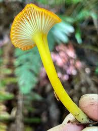 Attēlu rezultāti vaicājumam “Hygrocybe cantharellus”