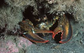 Image result for Homarus americanus