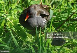 Attēlu rezultāti vaicājumam “Gallinula chloropus adult”
