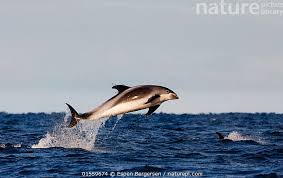 Image result for Lagenorhynchus albirostris