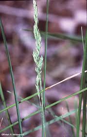 Attēlu rezultāti vaicājumam “Poa compressa leaf”