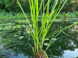 Attēlu rezultāti vaicājumam “Glyceria maxima”