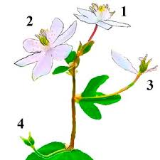 Attēlu rezultāti vaicājumam “Isopyrum thalictroides flower”