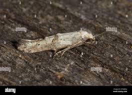 Attēlu rezultāti vaicājumam “Epermenia falciformis”