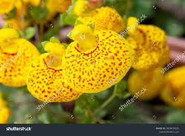 Image result for Calceolaria integrifolia