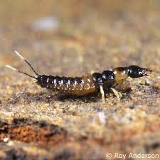 Attēlu rezultāti vaicājumam “Notiophilus palustris”