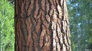 Attēlu rezultāti vaicājumam “Pinus ponderosa”