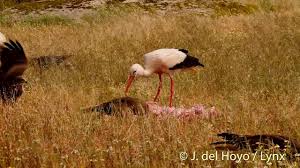 Attēlu rezultāti vaicājumam “Ciconia ciconia”