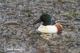 Attēlu rezultāti vaicājumam “Anas clypeata”