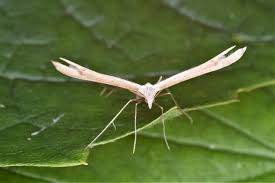 Attēlu rezultāti vaicājumam “Stenoptilia pterodactyla”