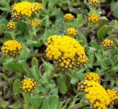 Image result for Helichrysum lindleyii