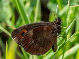 Attēlu rezultāti vaicājumam “Erebia aethiops upperside”