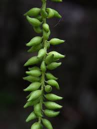 Attēlu rezultāti vaicājumam “Populus simonii leaf”