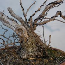Image result for parthenocissus bonsai