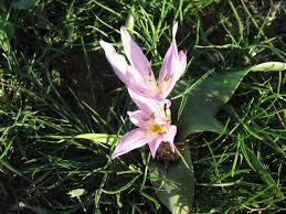 Attēlu rezultāti vaicājumam “Colchicum szovitsii subsp. szovitsii”