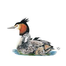 Attēlu rezultāti vaicājumam “Podiceps cristatus”