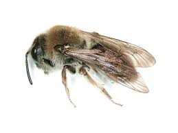 Attēlu rezultāti vaicājumam “Andrena haemorrhoa female”