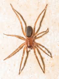 Attēlu rezultāti vaicājumam “Gnaphosidae”