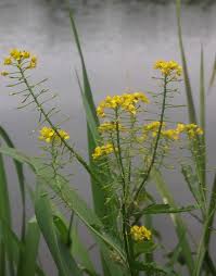 Attēlu rezultāti vaicājumam “Rorippa amphibia”