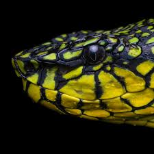 Attēlu rezultāti vaicājumam “Lycogala exiguum aggr. young”