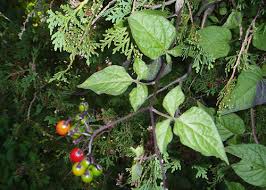 Attēlu rezultāti vaicājumam “Solanum dulcamara leaf”