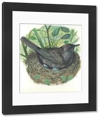 Attēlu rezultāti vaicājumam “Turdus merula nest”