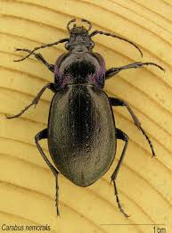 Attēlu rezultāti vaicājumam “Carabus nemoralis”