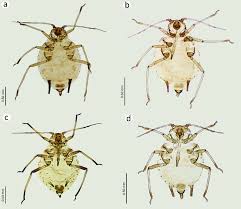 Attēlu rezultāti vaicājumam “Aphis confusa”