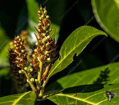 Attēlu rezultāti vaicājumam “Cerasus bud”