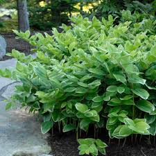 Attēlu rezultāti vaicājumam “Polygonatum odoratum”