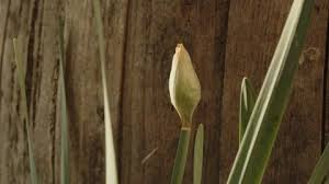 Attēlu rezultāti vaicājumam “Narcissus bud”