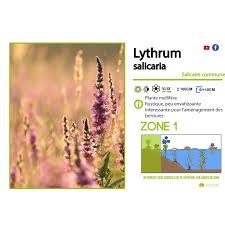 Attēlu rezultāti vaicājumam “Lythrum salicaria fruit”